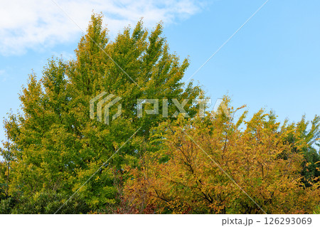 錦のように色づく公園の秋 錦のように色づく公園の秋 126293069