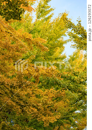 錦のように色づく公園の秋 錦のように色づく公園の秋 126293072