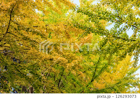 錦のように色づく公園の秋 錦のように色づく公園の秋 126293073