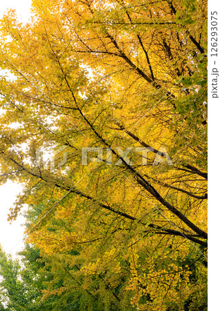 錦のように色づく公園の秋 126293075