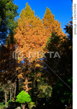 錦のように色づく公園の秋 126293160