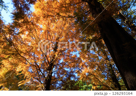 錦のように色づく公園の秋 錦のように色づく公園の秋 126293164