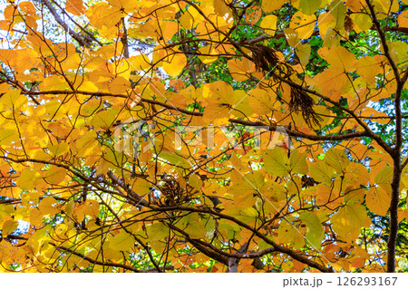 錦のように色づく公園の秋 126293167