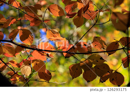 錦のように色づく公園の秋 126293175