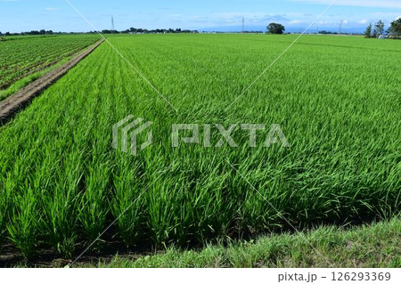 田植え2ヶ月後の水田 田植え2ヶ月後の水田 126293369