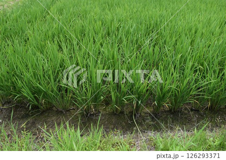田植え2ヶ月後の水田 田植え2ヶ月後の水田 126293371