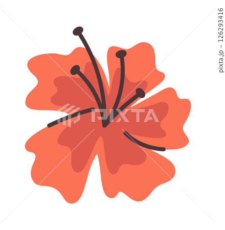 Red tropical hibiscus flower bud 126293416