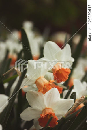 White orange daffodils in full bloom in a flower bed at the spring botanical garden. Bulb plants. Easter holiday floral bouquet. Springtime season. White orange daffodils in full bloom in a flower bed at the spring botanical garden. Bulb plants. Easter holiday floral bouquet. Springtime season. 126293638