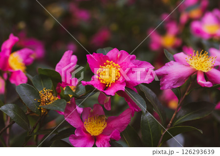 Tea tree or evergreen shrub Camellia sasanqua with bright pink buds, pistils and stamens close-up. Blooming flower bud macro shoot. Floral wallpaper. 126293639
