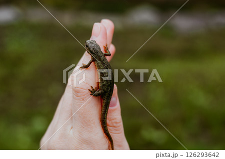 A small lizard rests gently on a human hand, captured outdoors with a blurred blue background. The detail highlights the creature's textured skin. 126293642