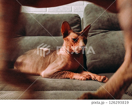A calm Sphynx cat resting peacefully on a grey couch, relaxing in a cozy home setting. A beautiful hairless Sphinx cats relaxing on a soft sofa indoor A calm Sphynx cat resting peacefully on a grey couch, relaxing in a cozy home setting. A beautiful hairless Sphinx cats relaxing on a soft sofa indoor 126293819