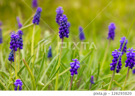 A field of vibrant purple grape hyacinth flowers blooms under soft sunlight. Their bell-shaped florets stand out against the green background. A field of vibrant purple grape hyacinth flowers blooms under soft sunlight. Their bell-shaped florets stand out against the green background. 126293820