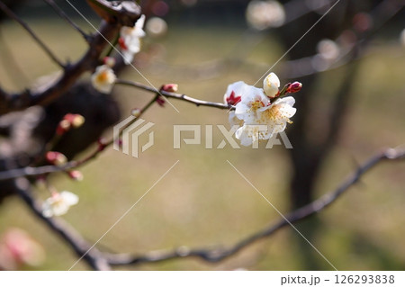 白梅の花 南高 白梅の花 南高 126293838