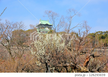 爽やか 白梅の花 爽やか 白梅の花 126293839