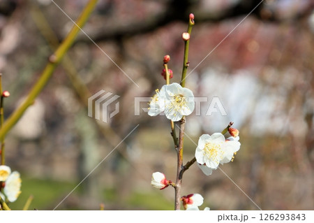 爽やか 白梅の花 一重野梅 爽やか 白梅の花 一重野梅 126293843