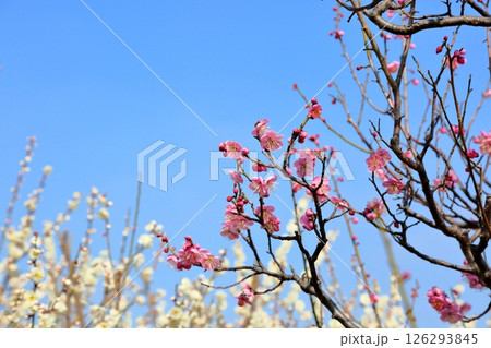 可愛い 梅の花 道知辺 可愛い 梅の花 道知辺 126293845