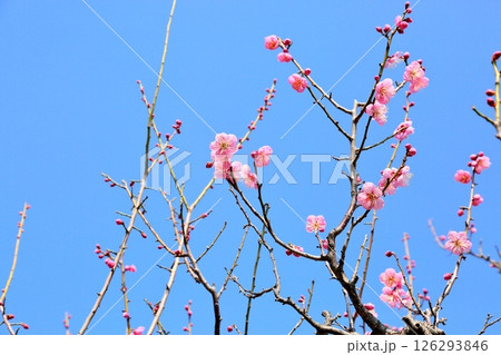 可愛い 梅の花 道知辺 可愛い 梅の花 道知辺 126293846