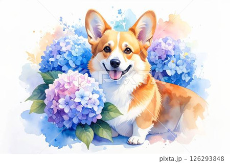 水彩で描いたアジサイとコーギー 126293848