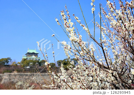 爽やか　白梅の花　八重野梅 126293945