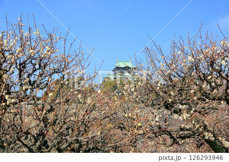 爽やか 白梅の花 八重野梅 爽やか 白梅の花 八重野梅 126293946