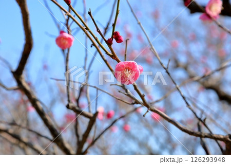 可愛い　梅の花　道知辺 126293948