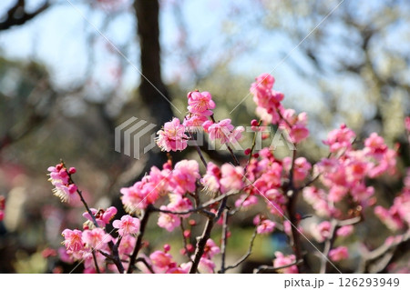 可愛い　梅の花　道知辺 126293949