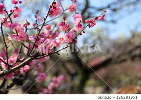 可愛い 梅の花 道知辺 可愛い 梅の花 道知辺 126293951
