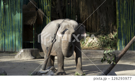 Asian elephant eating leaves in a shaded zoo enclosure with vibrant green bamboo walls and natural sunlight filtering through the trees Asian elephant eating leaves in a shaded zoo enclosure with vibrant green bamboo walls and natural sunlight filtering through the trees 126293977