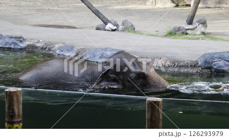 Asian elephant swimming in a clear water enclosure surrounded by rocks and wooden structures in a wildlife park on a sunny day 126293979