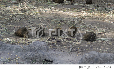 Elephant Dung Piles on Dry Earth Surrounded by Scattered Grass and Leaves in a Natural Wildlife Habitat Under Daylight 126293983