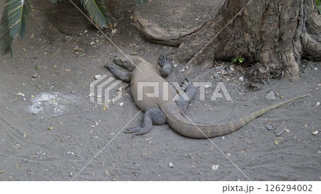 Komodo Dragon Resting on Dry Ground in Natural Habitat at Zoo with Light Shadows and Surrounding Rocks and Soil Komodo Dragon Resting on Dry Ground in Natural Habitat at Zoo with Light Shadows and Surrounding Rocks and Soil 126294002