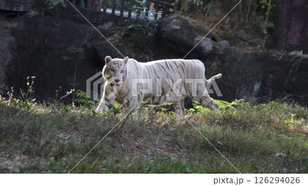 Majestic white tiger walking on green grass under natural sunlight with a rocky background in a zoo enclosure Majestic white tiger walking on green grass under natural sunlight with a rocky background in a zoo enclosure 126294026
