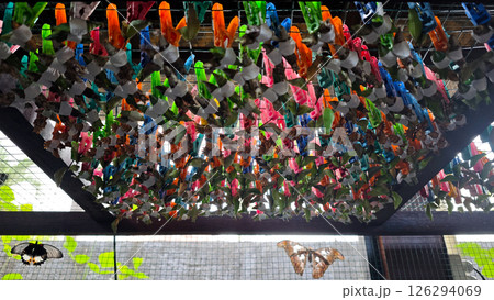 Colorful Butterfly Cocoons Hanging in Enclosure with Natural Background and Emerging Butterflies in a Controlled Habitat for Conservation Colorful Butterfly Cocoons Hanging in Enclosure with Natural Background and Emerging Butterflies in a Controlled Habitat for Conservation 126294069