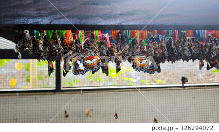 Newly Emerged Butterflies with Vibrant Wings Hanging from Cocoons in a Controlled Conservation Environment Newly Emerged Butterflies with Vibrant Wings Hanging from Cocoons in a Controlled Conservation Environment 126294072