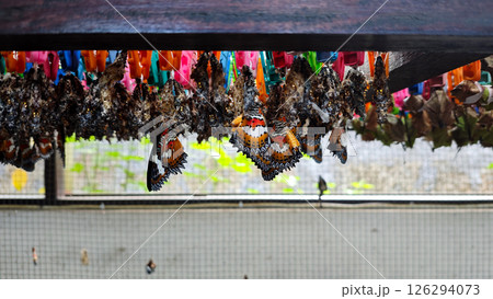 Newly Emerged Butterflies with Vibrant Wings Hanging from Cocoons in a Controlled Conservation Environment 126294073