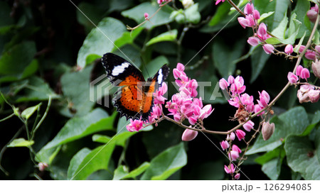Vibrant orange butterfly feeding on pink flowers among green foliage in a lush natural setting 126294085