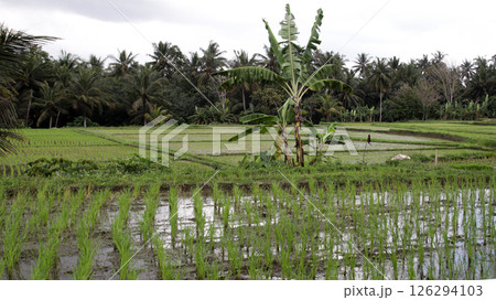 Lush Green Rice Fields with Banana Trees and Tropical Palm Forest in Rural Landscape under Overcast Sky 126294103