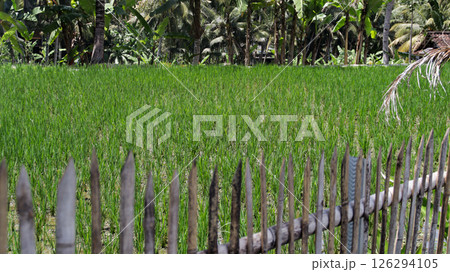 Green Rice Field in Tropical Setting with Wooden Fence in Foreground Surrounded by Palm Trees and Lush Vegetation on a Sunny Day 126294105