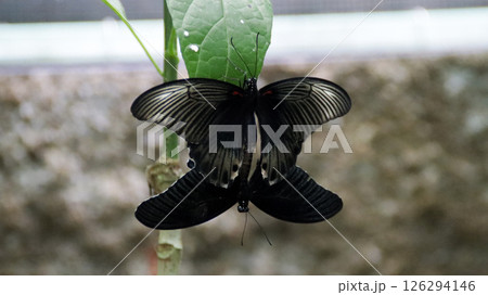 Two Black and White Butterflies Mating on a Green Leaf in a Natural Setting with a Soft Blurred Background Two Black and White Butterflies Mating on a Green Leaf in a Natural Setting with a Soft Blurred Background 126294146