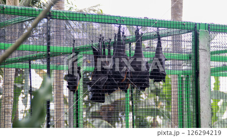 Cluster of Black Fruit Bats Hanging in a Cage at a Wildlife Sanctuary with Green Bars in a Tropical Setting 126294219