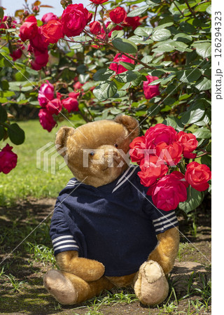 横須賀2025　ヴェルニー公園1　アンテークテディベア 126294323