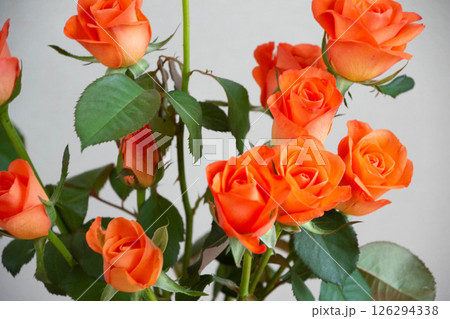 トロピカルアマゾン トロピカルアマゾン 126294338