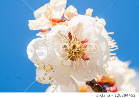 梅の花 126294452