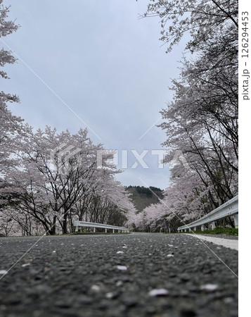 「桜舞う道の先に続く風景」桜の道；Cherry road 126294453