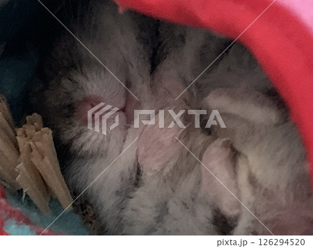 ハムスターの寝顔 ハムスターの寝顔 126294520