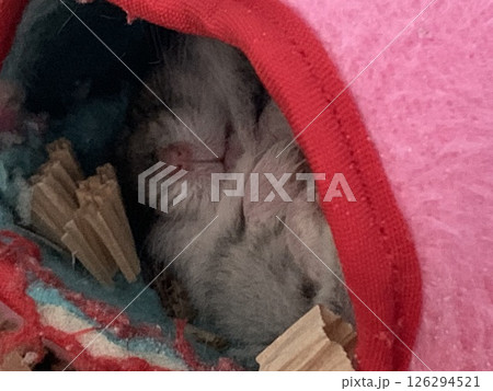 ハムスターの寝顔 126294521