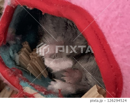 ハムスターの寝顔 ハムスターの寝顔 126294524