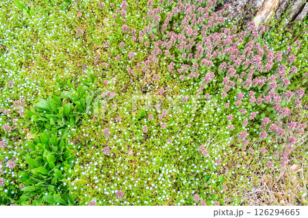 りんご畑の野草 126294665