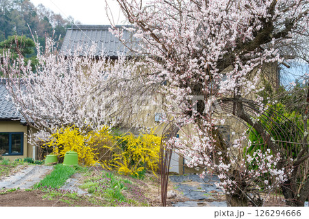 農家の桜 農家の桜 126294666
