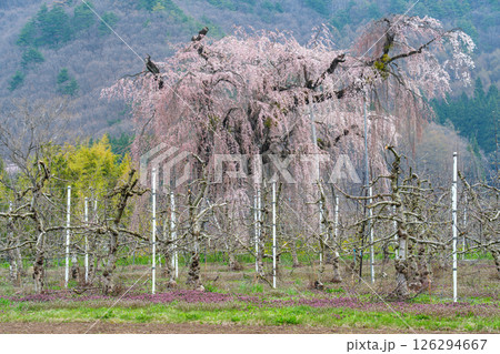 枝垂桜とりんご畑 126294667